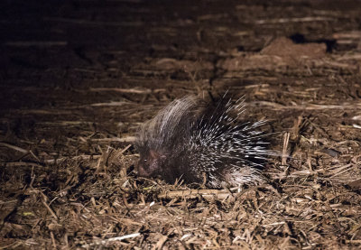 Cape Porcupine