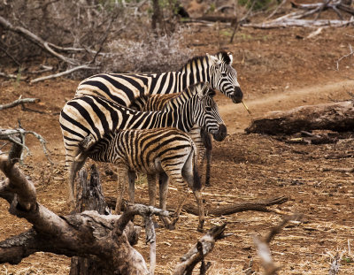 Zebra colts nursing