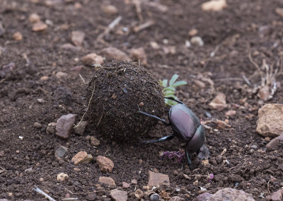 Dung Beetle pushing its prize