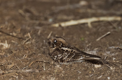  Fiery-necked Nightjar