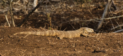 Monitor lizard