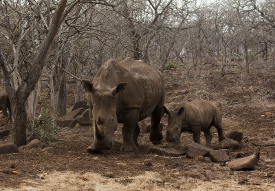White Rhinoceros and young visit feed station at Zebra Hills