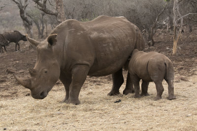  White Rhinoceros with nursing young