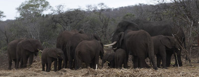 African Elephant herd