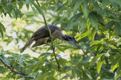 Helmeted Friarbird, Komodo Island 