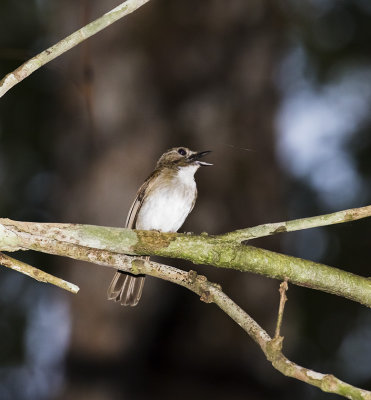 Asian Red-eyed Bulbul, Sumatra