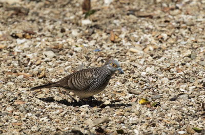 Barred Dove, Komodo Island