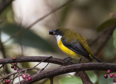 Yellow-sided Flowerpecker, Sulawesi