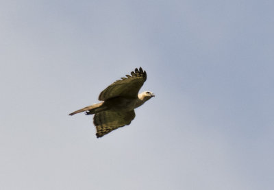 Javan Hawk-eagle, Java