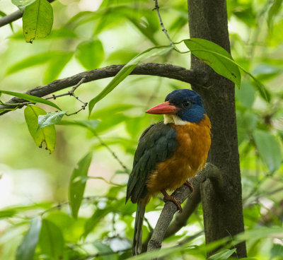 Green-backed Kingfisher, Sulawesi