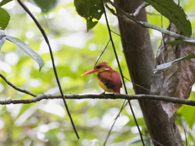 Rufous-backed Dwarf-Kingfisher, Sumatra