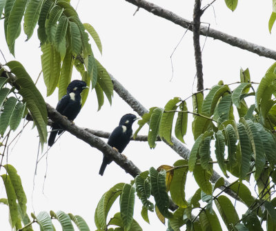 Sulawesi Myna, Sulawesi