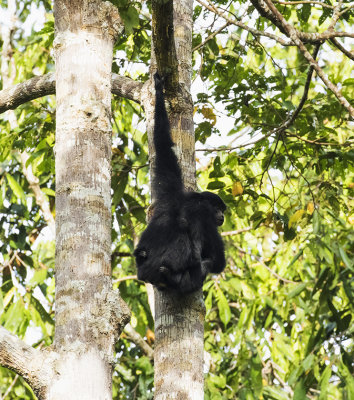 Siamang with child, Sumatra