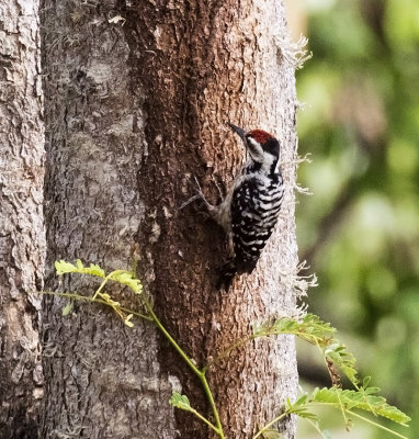 Freckle-breasted Woodpecker, Bali