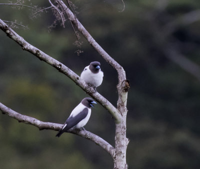 Ivory-backed Woodswallow, Sulawesi