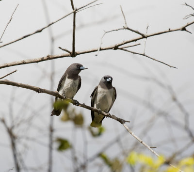 White-breasted Woodswallow, Bali