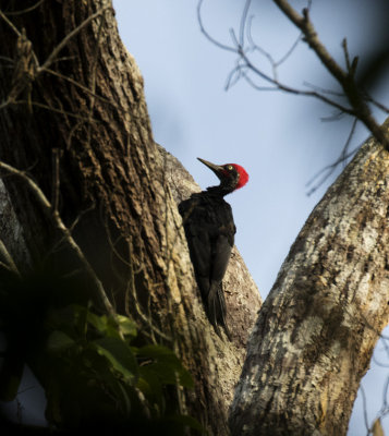 White-bellied Woodpecker, Sumatra