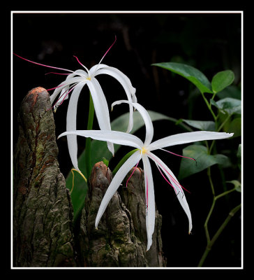 Spider Lily