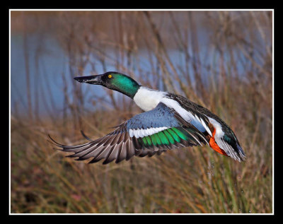 Shoveler Take Off