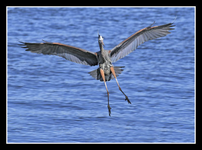 Wings & Wind