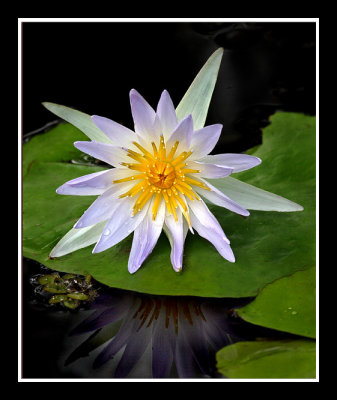 Swamp Lili