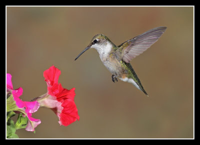 Hummer