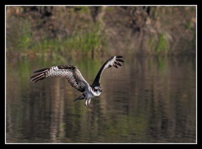 Fish Eagle