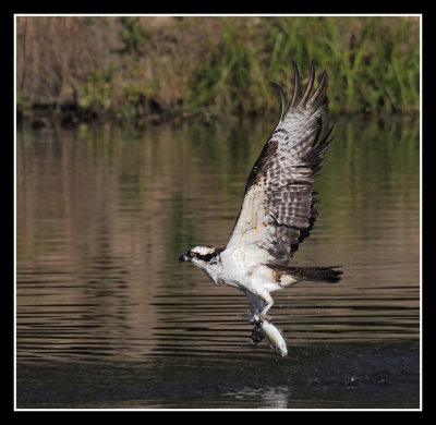 Fish Eagle 