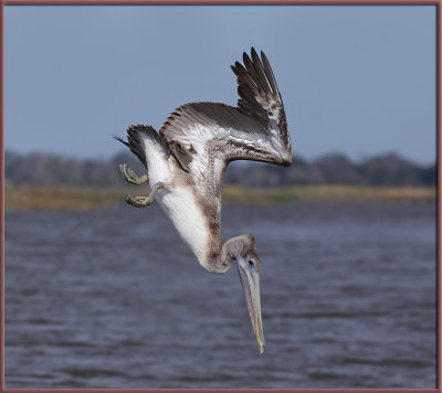 Dive Pelican