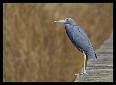 Dock