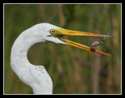 Fish Sandwich