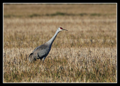 Sandhill