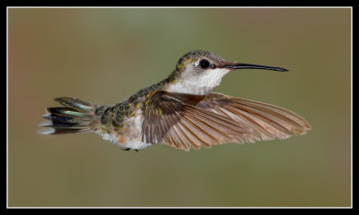 Happy Hummer