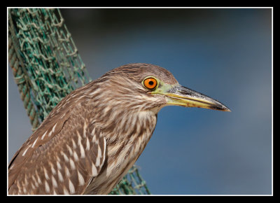 Shrimper