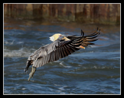 Pelican Vampire