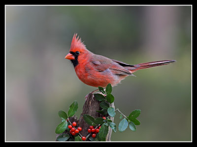 Berry Red