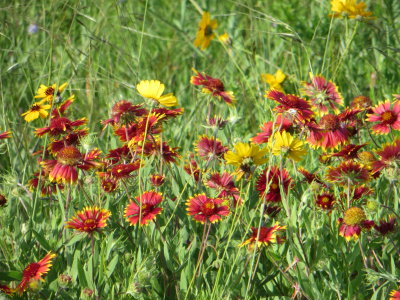 Wildflowers