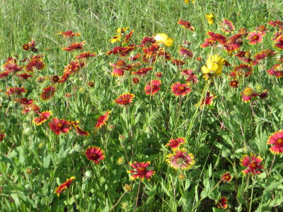 Indian Blanket