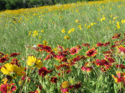 Indian Blanket