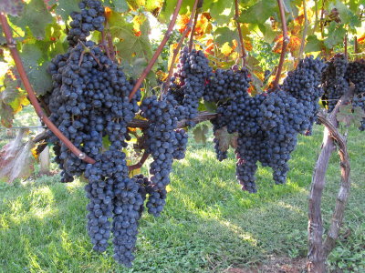 Silver Fork - Cabernet Franc 001.jpg