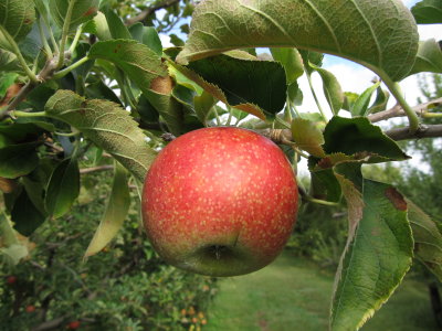 Apple Hill Orchard 002.jpg