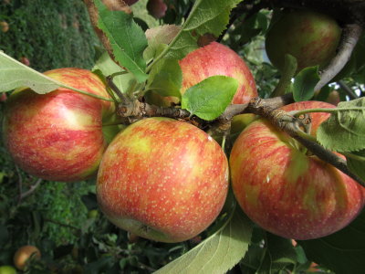 Apple Hill Orchard 026.jpg