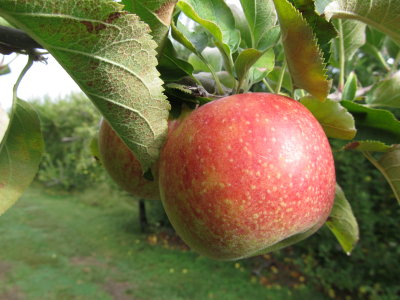 Apple Hill Orchard 004.jpg