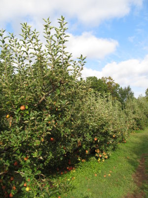 Apple Hill Orchard 009.jpg