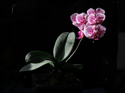Phalaenopsis sp.