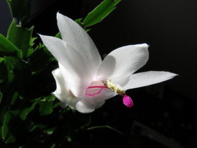 Christmas/Thanksgiving Cactus (Schlumbergera truncata)
