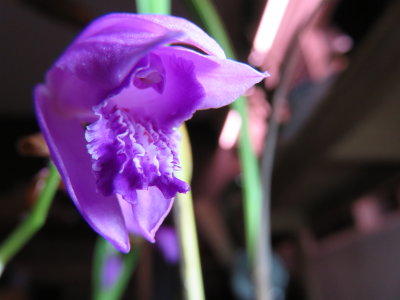Bletilla striata