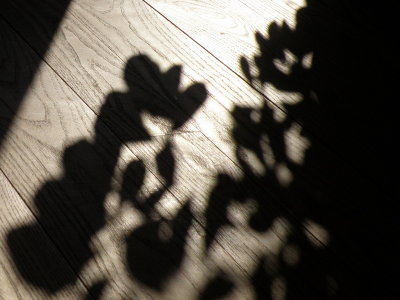 20090527.JPG