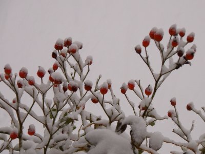 20081213.JPG