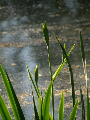 20080606.JPG